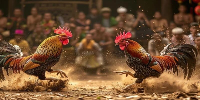 Game Nhanh TX88 - Hình Thức Giải Trí Mới Lạ, Hấp Dẫn 3 Đá gà 3D - Trò chơi gay cấn, hấp dẫn tại TX88